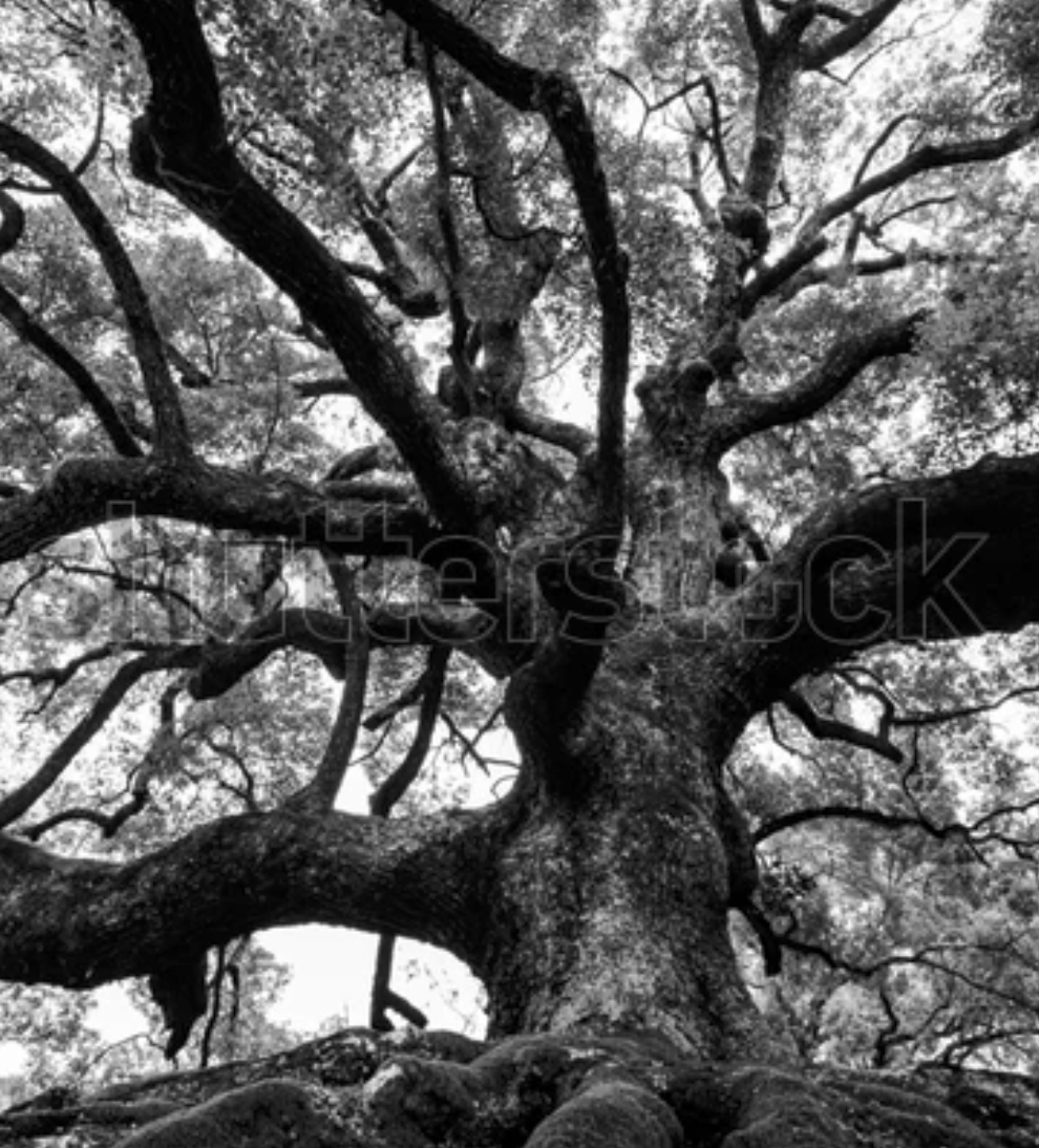 Strong Tree 640197832 vertical Strong Tree 640197832 vertical