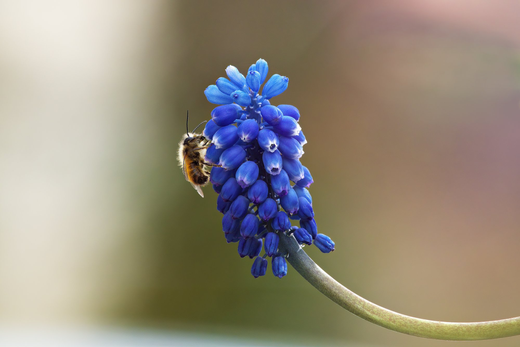 flower-7929400