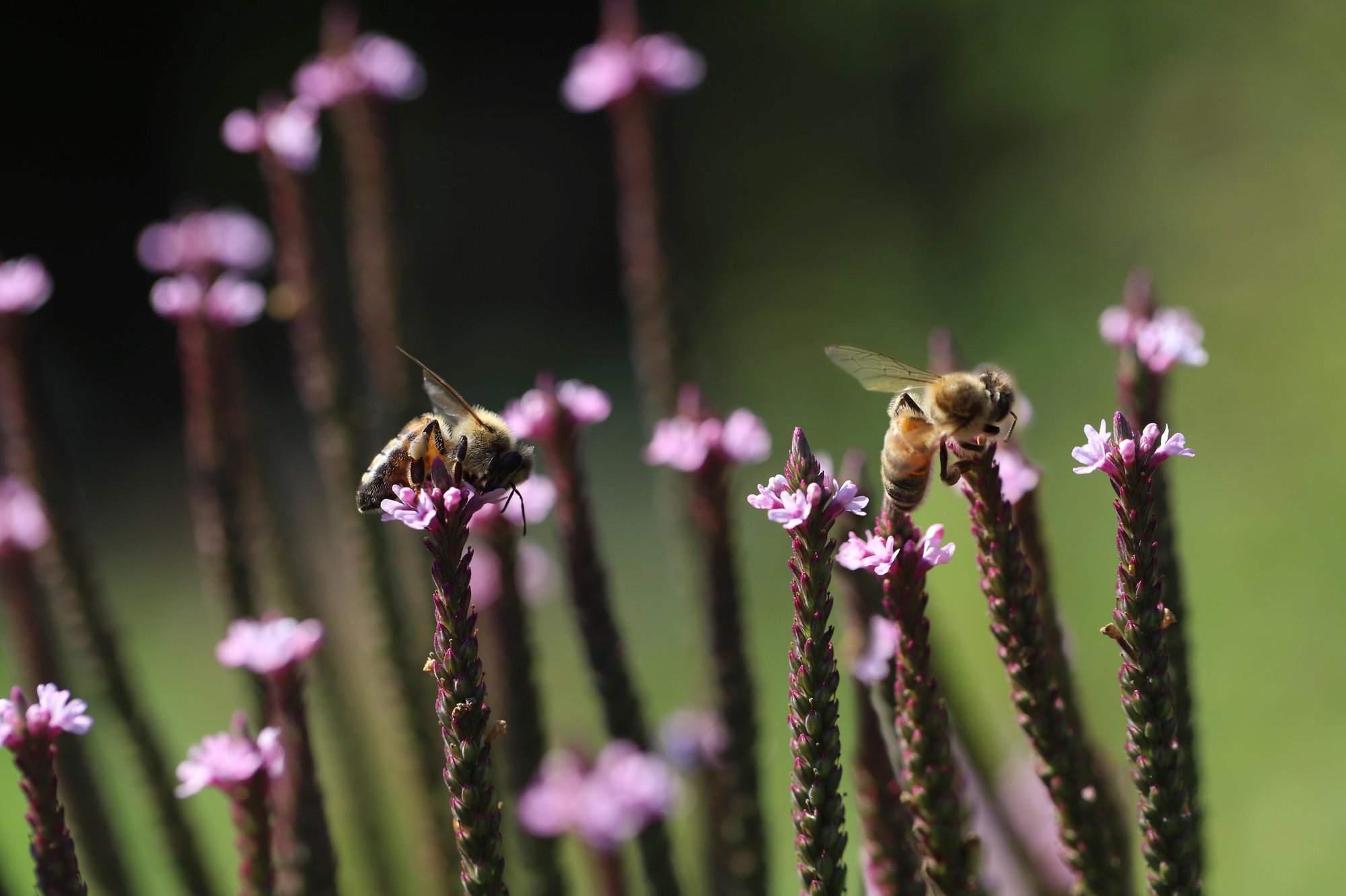 honey-bees-6606508